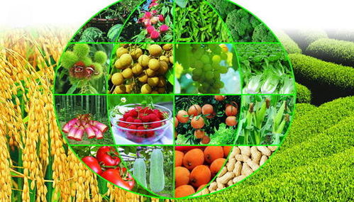 工廠停產下的農業機遇 蔬菜產業能否迎來大發展？