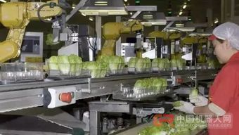 68臺工業機器人日處理55萬棵蔬菜，傳統蔬菜工人面臨轉型挑戰