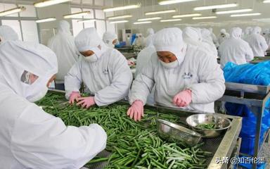 農(nóng)村辦廠新機遇 精選蔬菜深加工項目，開啟致富快車道