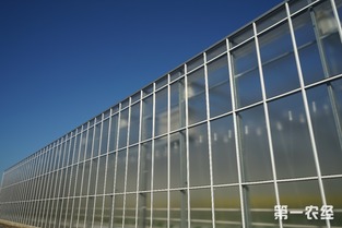 歸園新農(nóng)人 80末“富二代”留學(xué)歸來，打造歐荷生態(tài)小番茄的綠色夢想