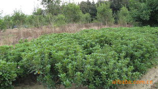 農(nóng)苗網(wǎng) 一站式綠化苗木采購(gòu)平臺(tái)，海桐球、海棠球工程苗指導(dǎo)價(jià)與廠商盡在掌握