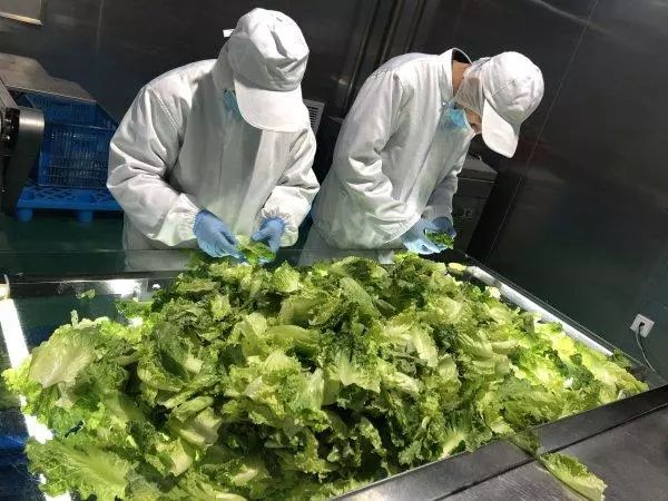 振興動(dòng)態(tài) | 新品種引領(lǐng)餐桌革命，萬科農(nóng)業(yè)以即食蔬菜打開市場(chǎng)新藍(lán)海