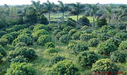 探尋“琴泉牌”蔬菜加盟之路 投資成本與店鋪運(yùn)營(yíng)全解析